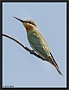 Groene Bijeneter, Blue-cheeked Bee-eater, Merops persicus Location: Gambian river, the Gambia groene bijeneter MG 3671 kopie